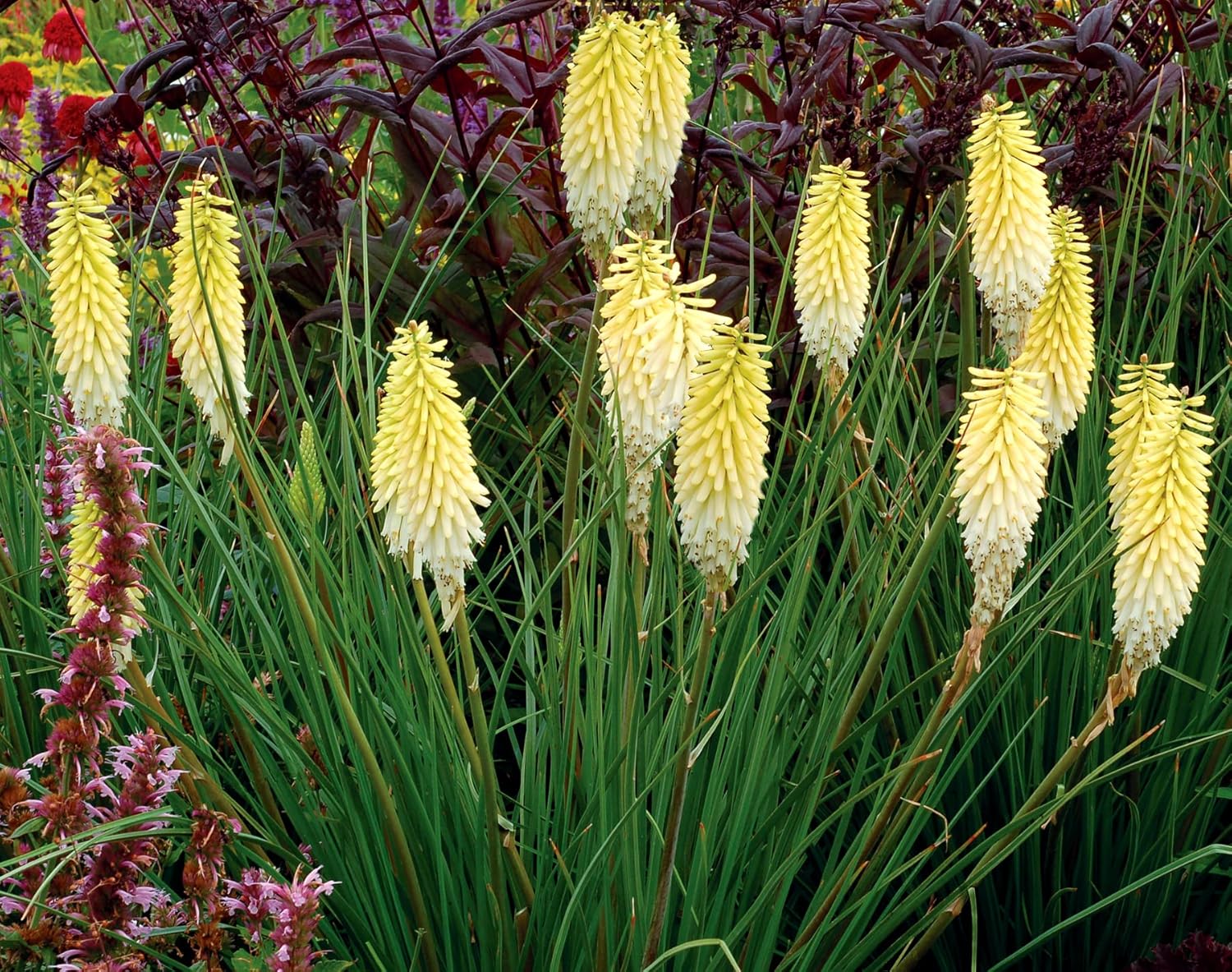 Kniphofia 'Pineapple Popsicle’ / Gelbe Fackellilie - Tritome