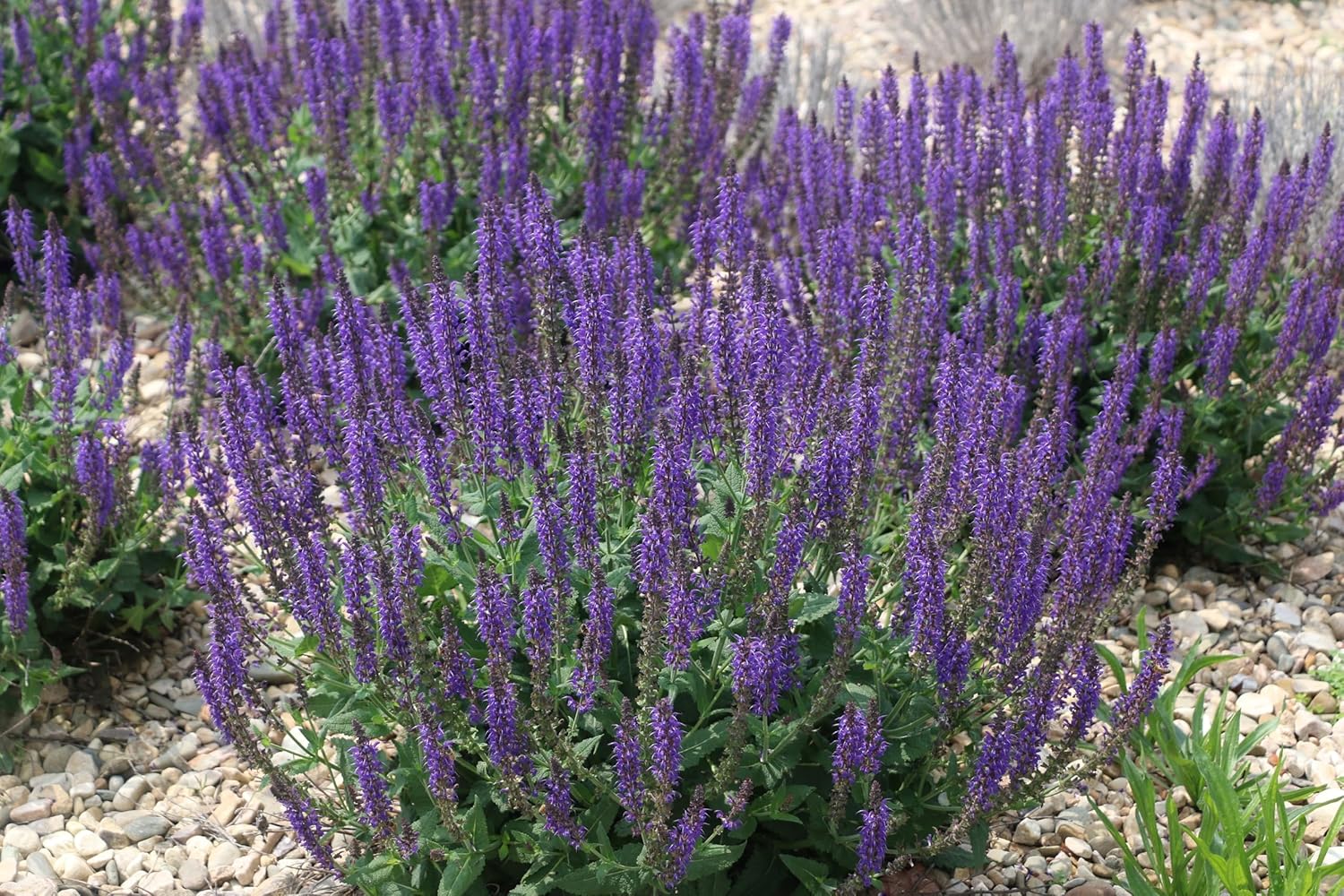 Salvia nemorosa 'Ostfriesland' / Blauer Steppensalbei
