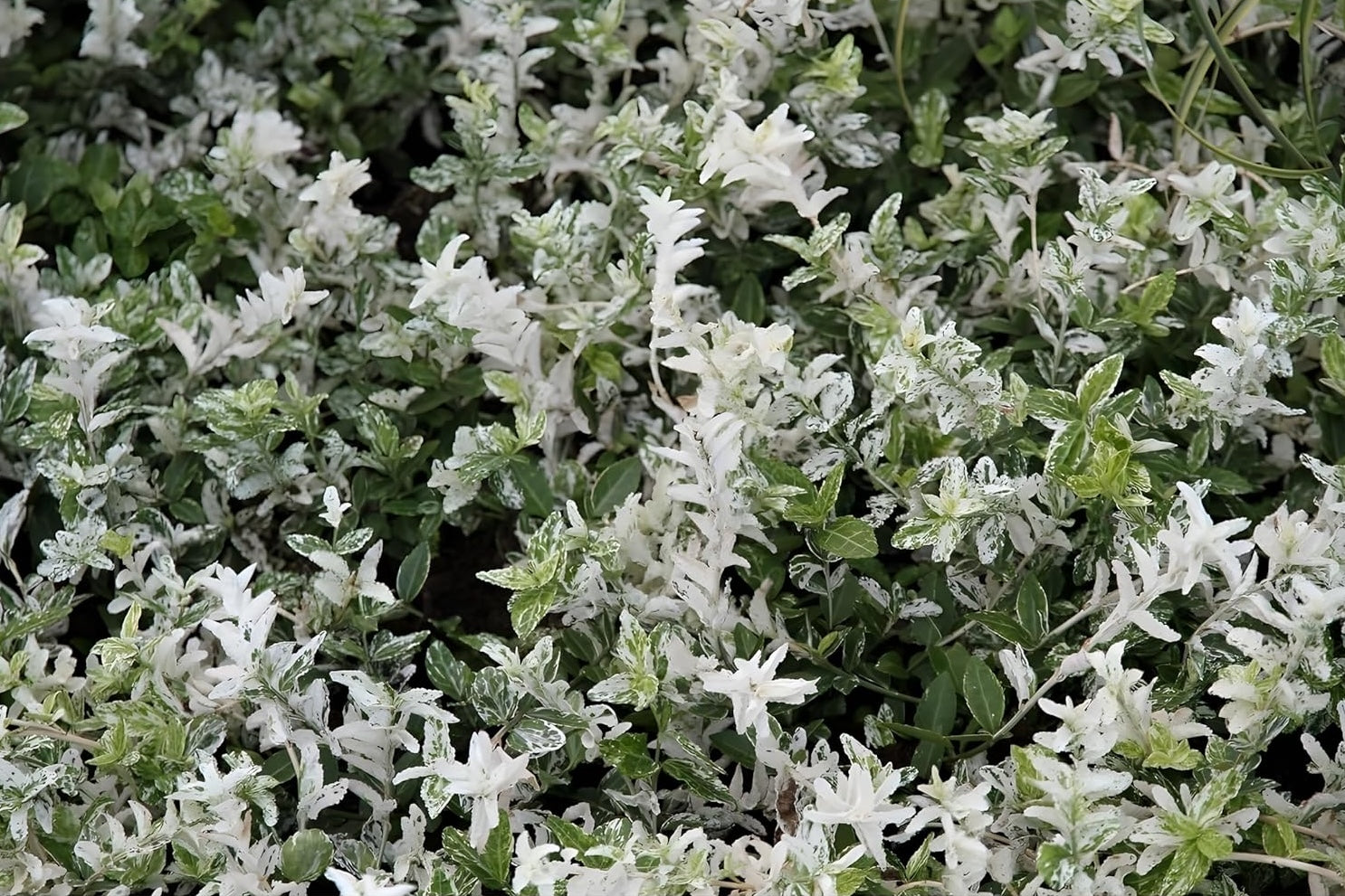 Euonymus fortunei 'Harlequin‘ / weißgrüner Spindelstrauch