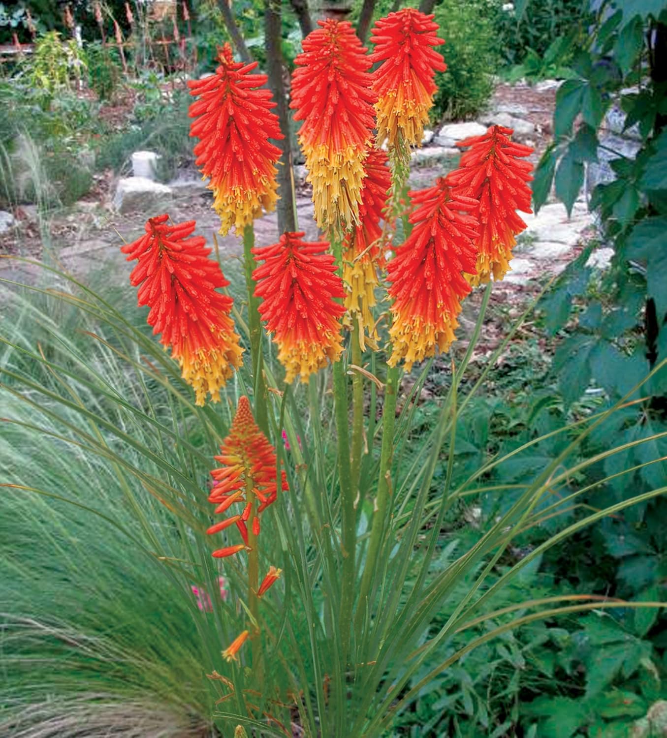 Kniphofia 'Papaya Popsicle’ / Fackellilie - Tritome