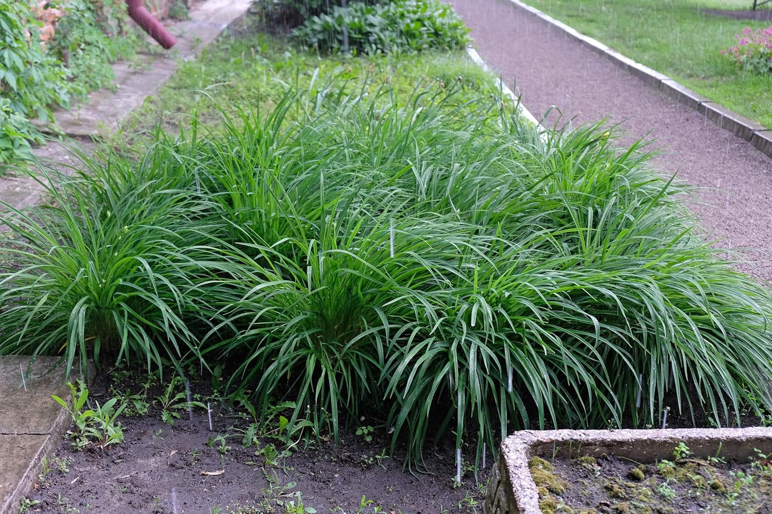 Carex morrowii 'Irish Green' / Segge