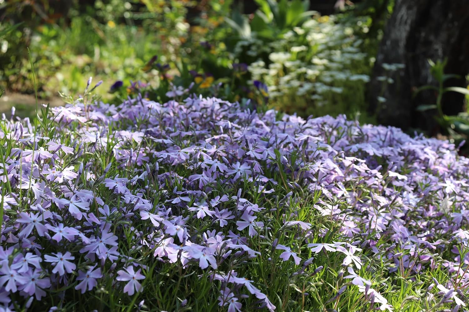Phlox subulata 'Emerald Cushion Blue' / Blauer Polster-Phlox