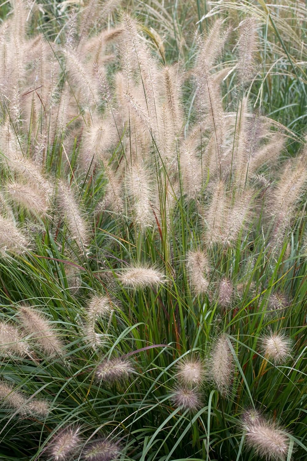 Pennisetum alopecuroides 'Cassian' / Lampenputzergras