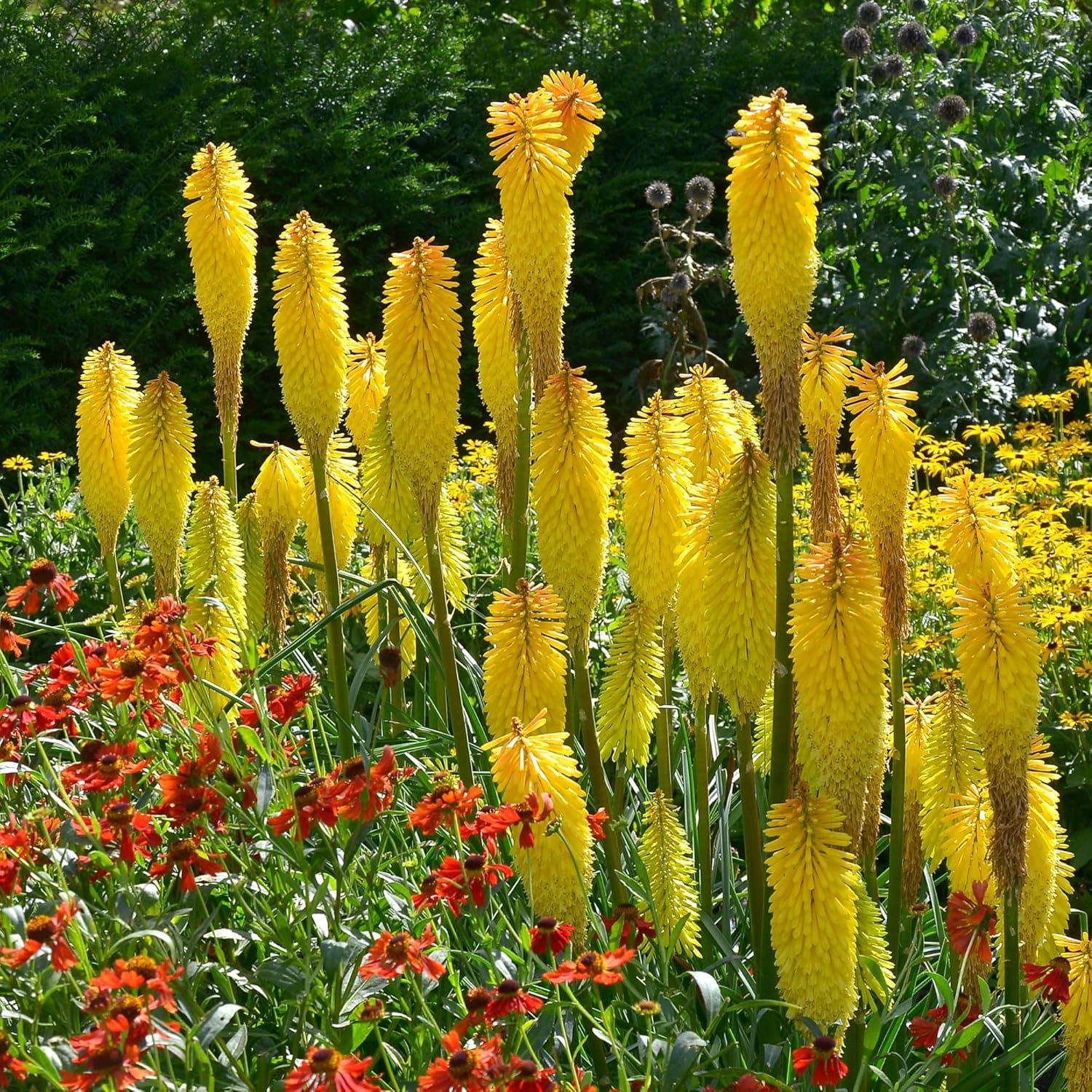 Kniphofia 'Banana Popsicle’ / Gelbe Fackellilie - Tritome