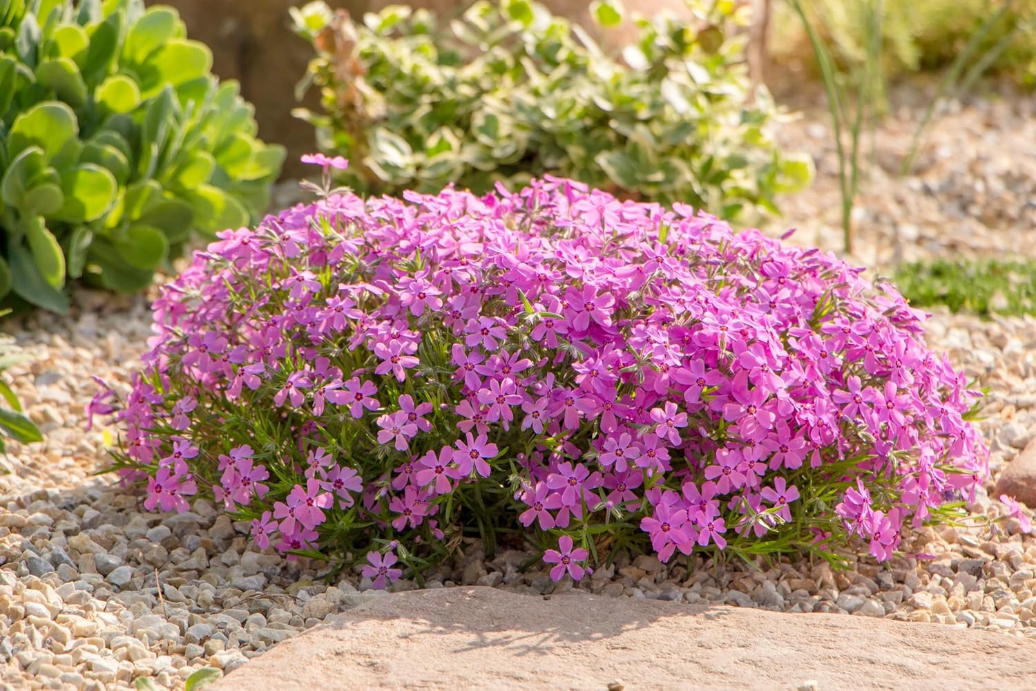 Phlox subulata 'Fabulous Rose' / Rosa Polster-Phlox