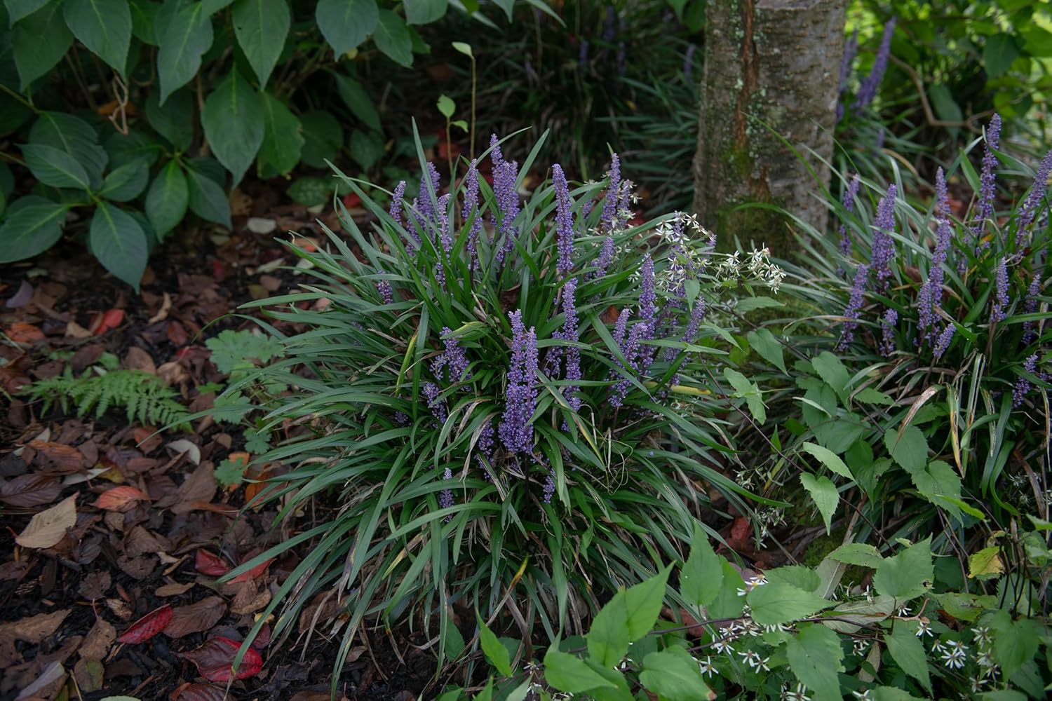 Liriope muscari 'Big Blue' / Lilientraube