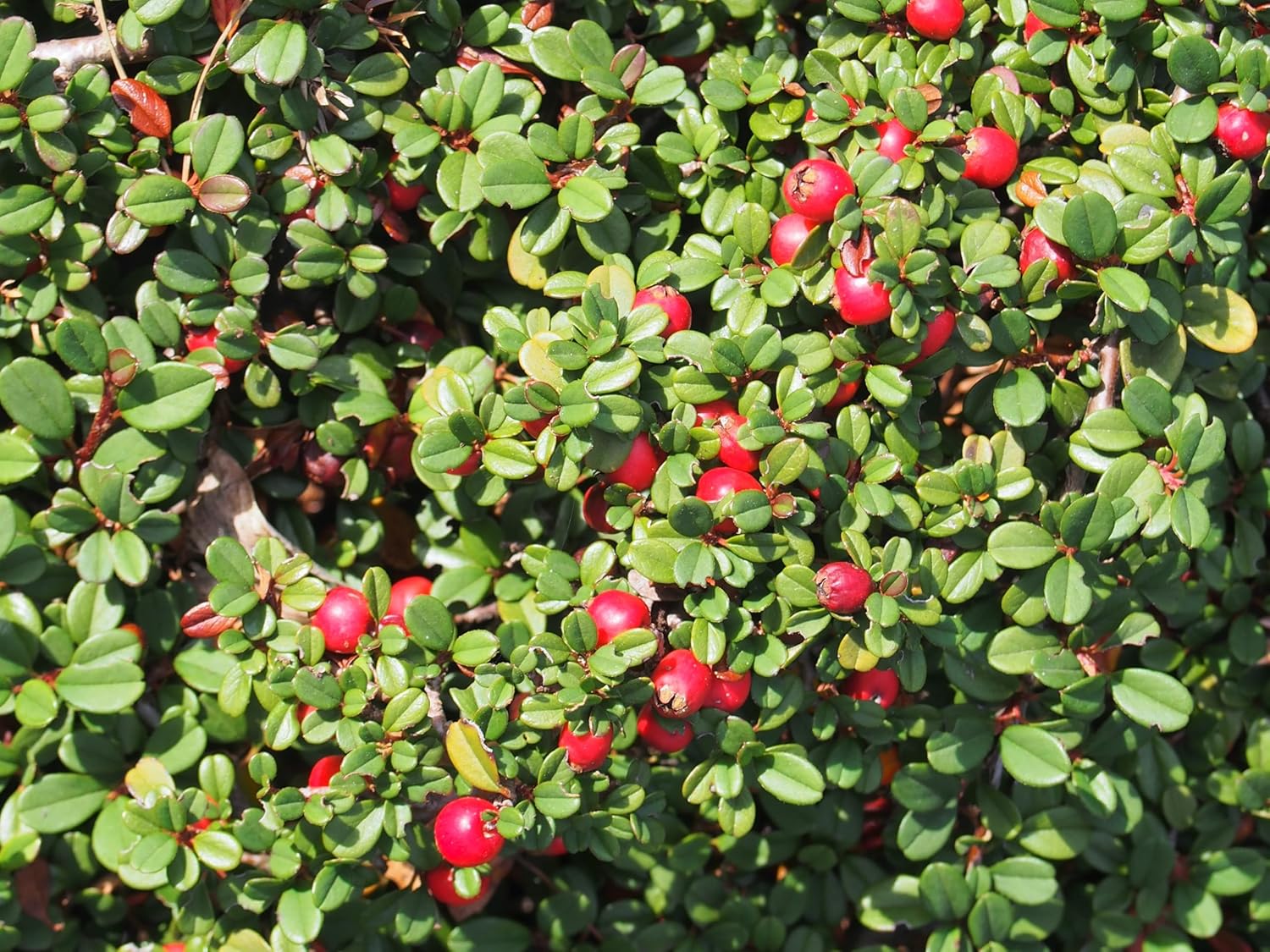 Cotoneaster dammeri 'Stribs Findling‘ / Teppichmispel