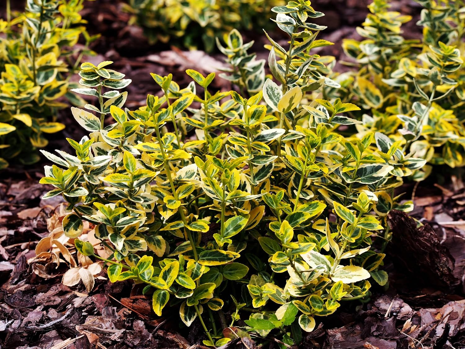Euonymus fortunei 'Emerald'n Gold' / Goldbunte Kriechspindel
