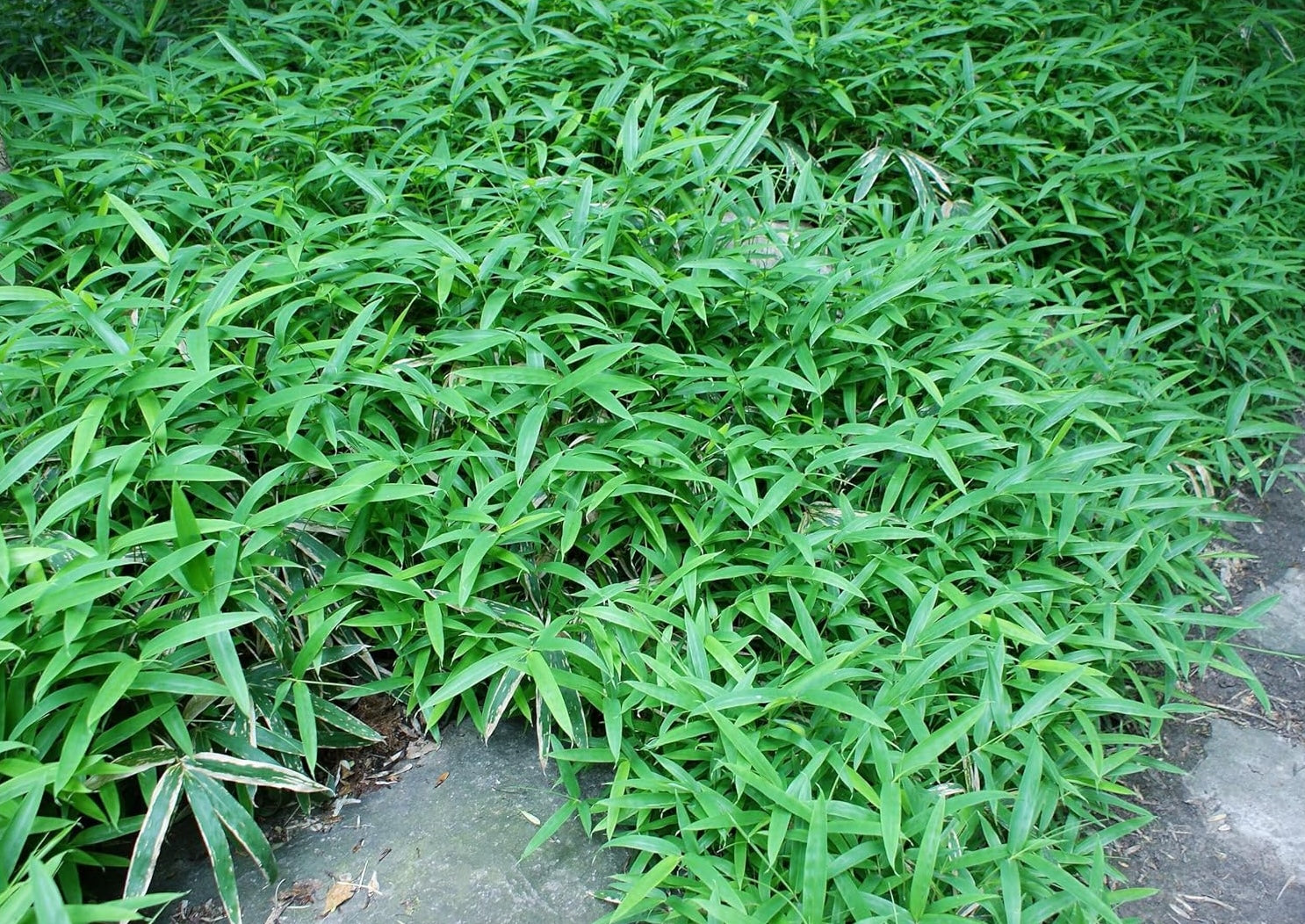 Pleioblastus pumilus / Zwerg-Bambus