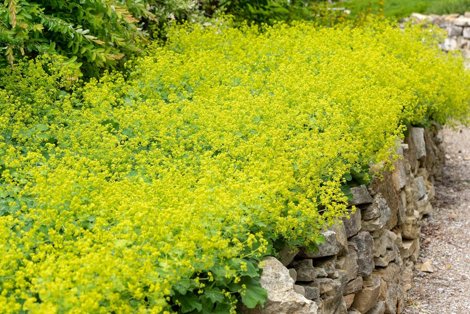 Alchemilla mollis / Großer Frauenmantel