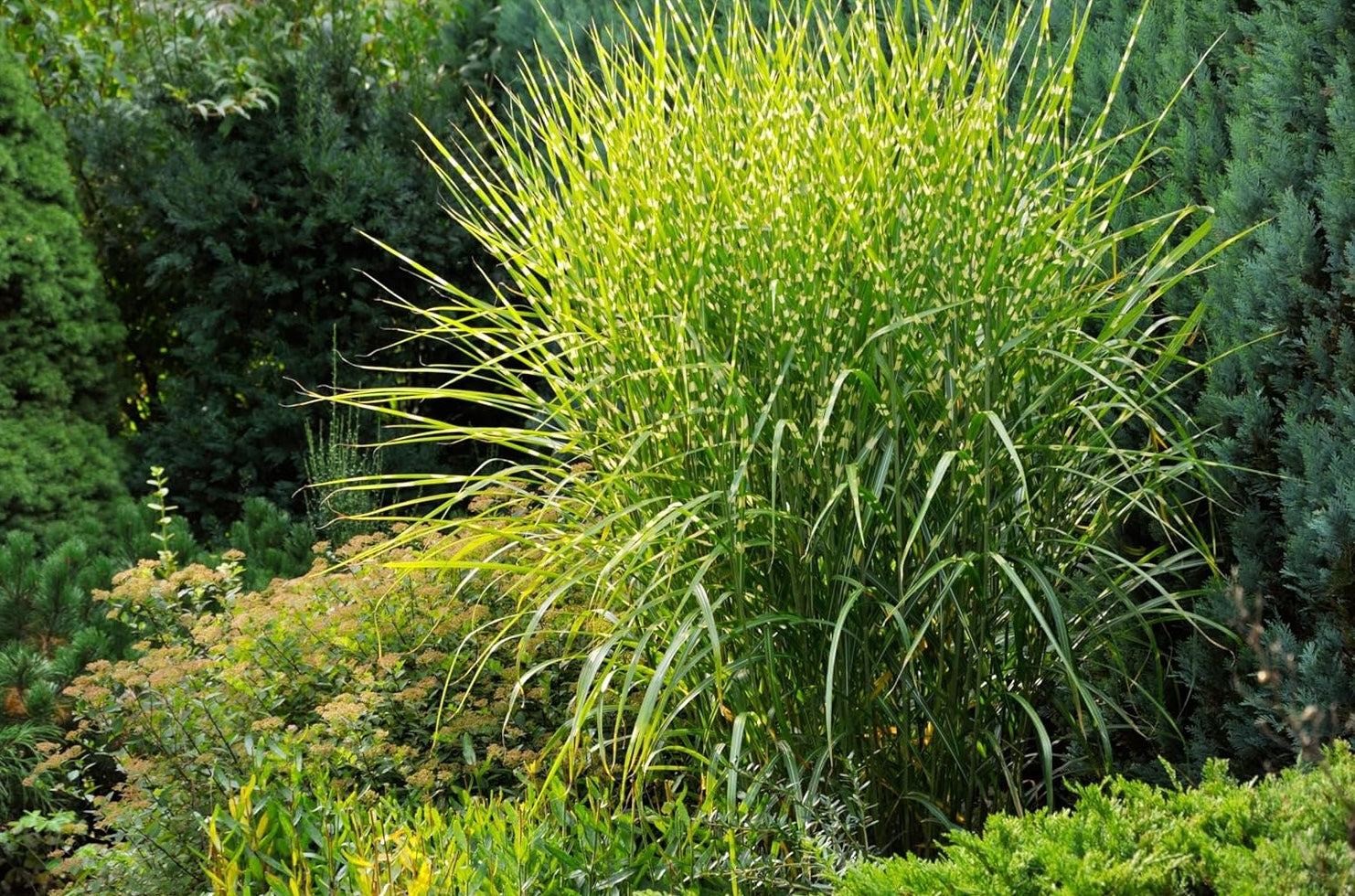 Miscanthus sinensis 'Strictus' / Zebraschilf