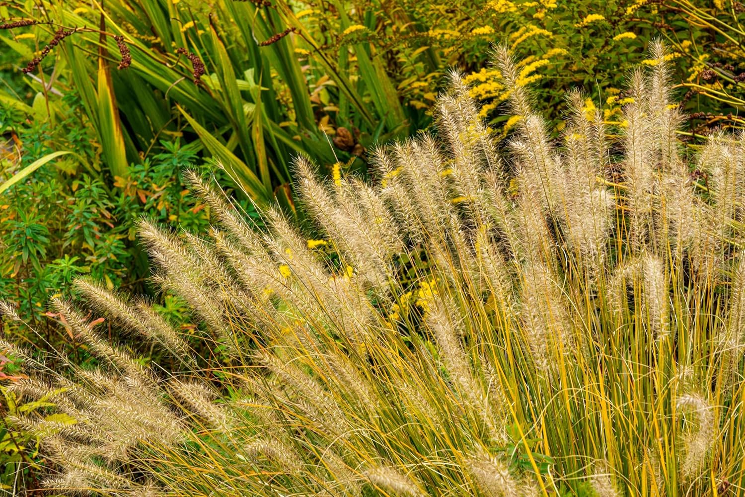 Pennisetum alopecuroides ‚Gelbstiel' / Lampenputzergras