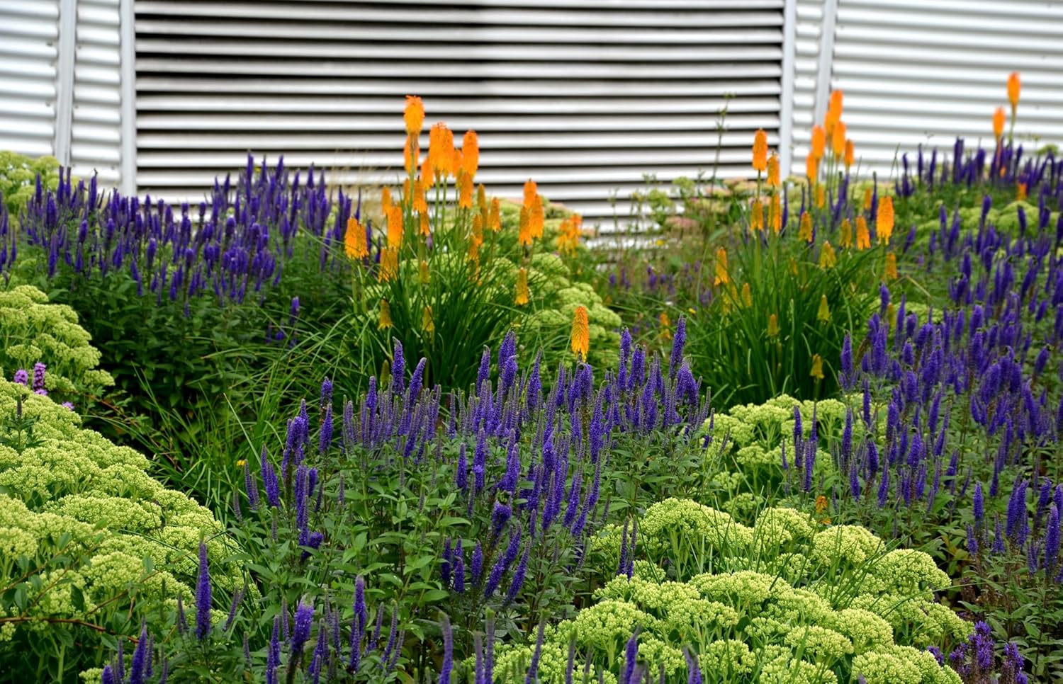Salvia nemorosa 'Ostfriesland' / Blauer Steppensalbei