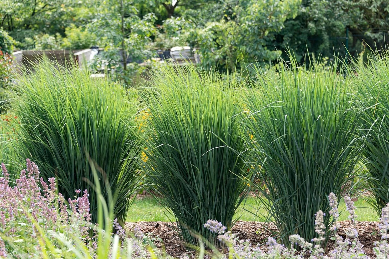 Panicum virgatum 'Cloud Nine' / Blaue Riesen Rutenhirse