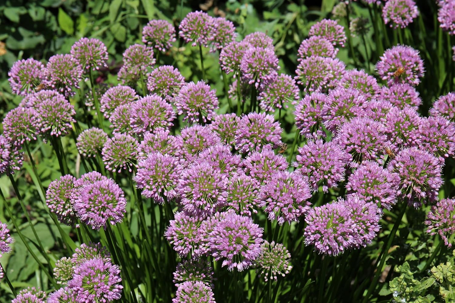 Allium ‚Millenium' / Zierlauch