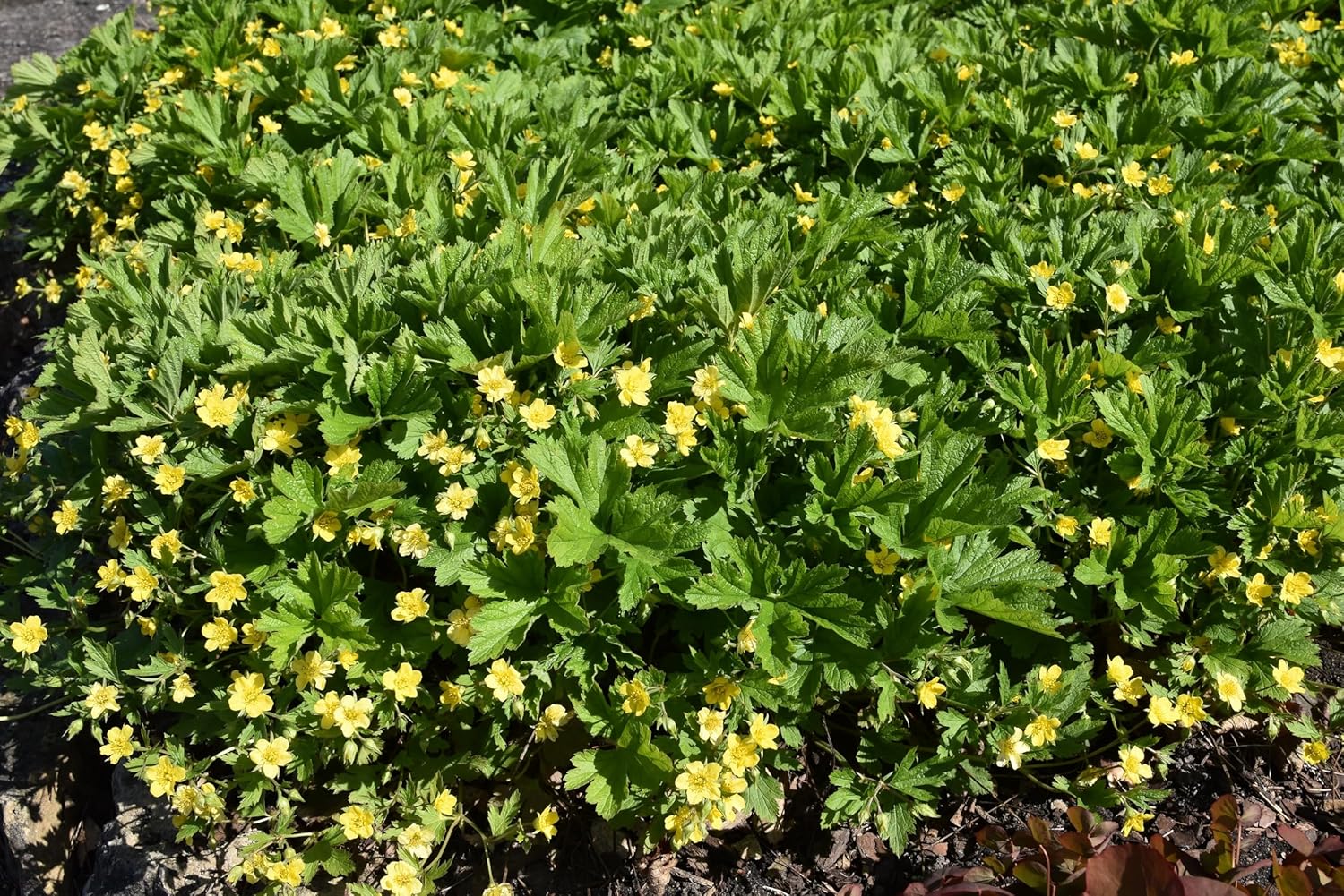 Waldsteinia geoides / Ungarwurz
