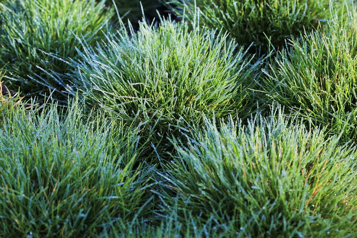 Festuca gautieri 'Pic Carlit' / Bärenfellgras