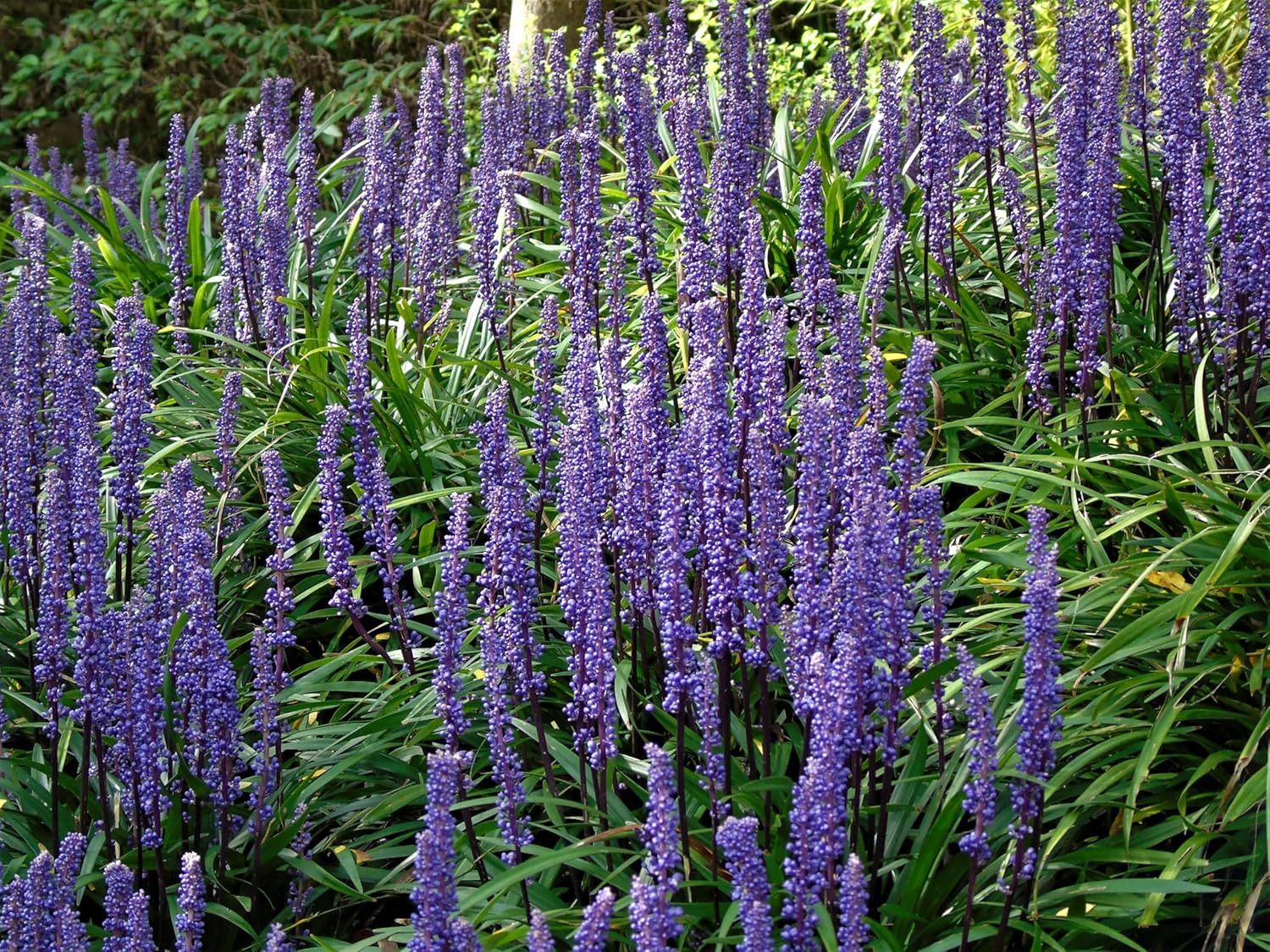 Liriope muscari 'Ingwersen' / Lilientraube
