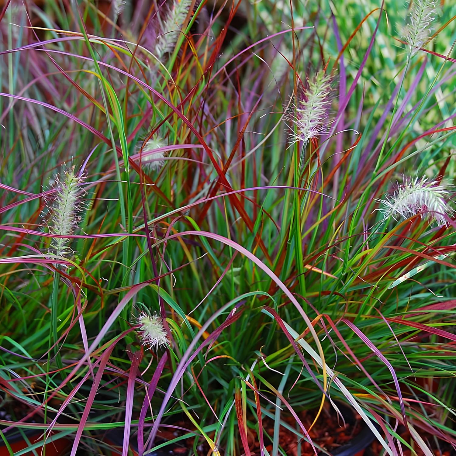 Pennisetum alopecuroides 'Burgundy Bunny' / Rotes Zwerg Lampenputzergras