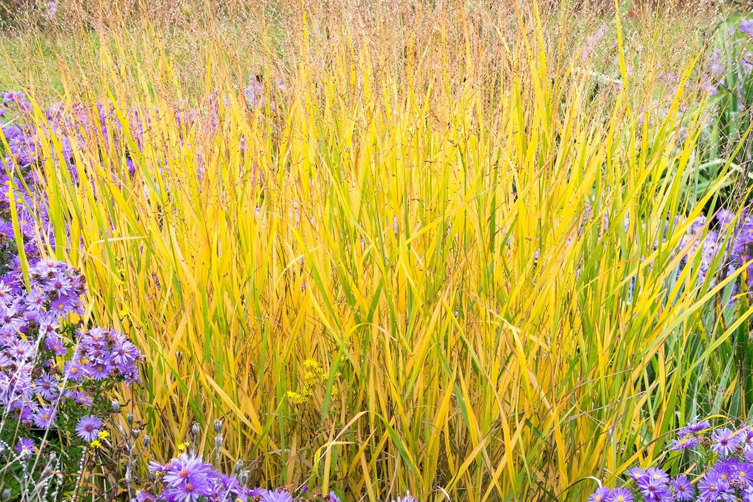 Panicum virgatum 'Strictum' / Gelbe Rutenhirse