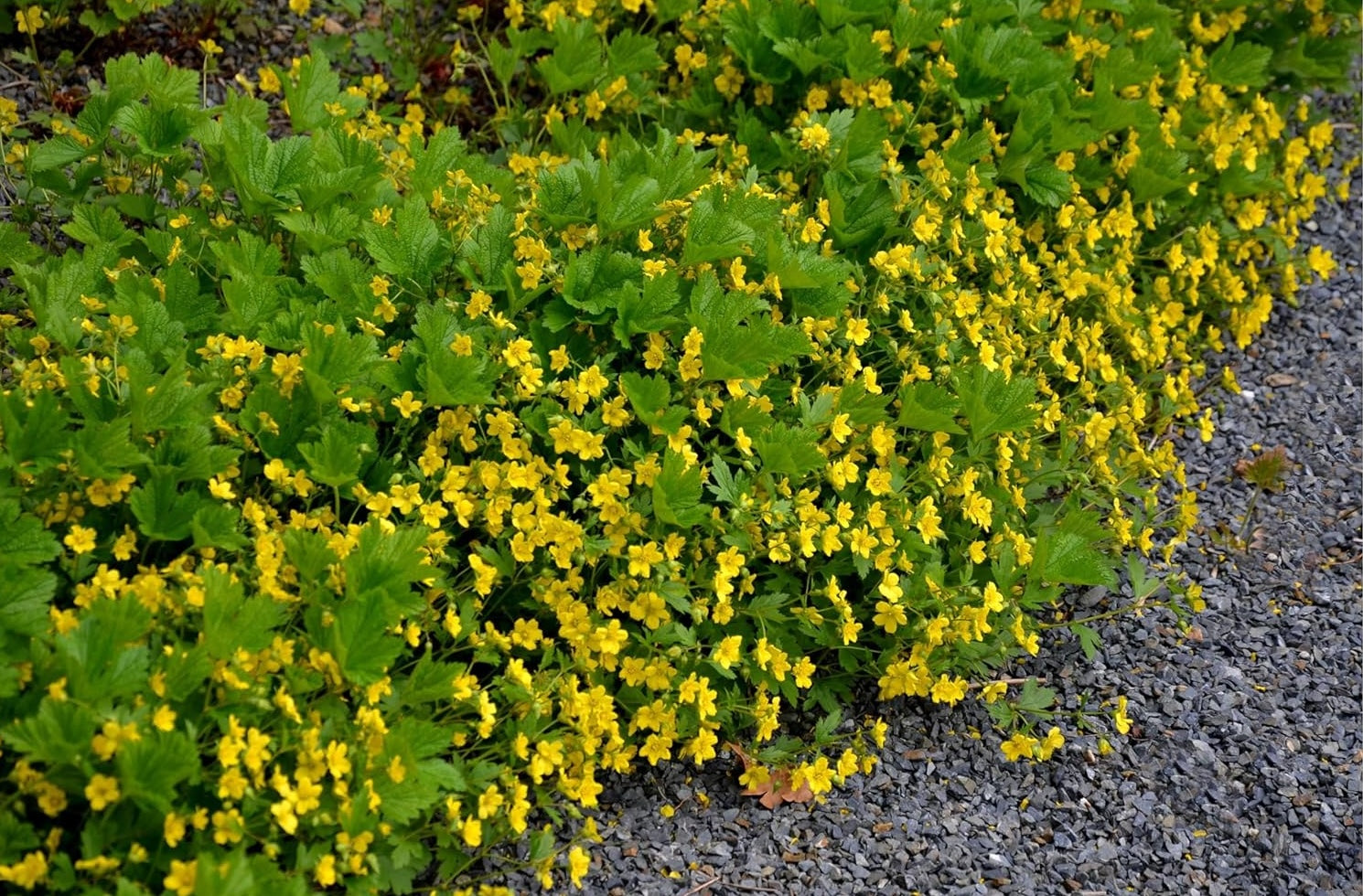 Waldsteinia geoides / Ungarwurz