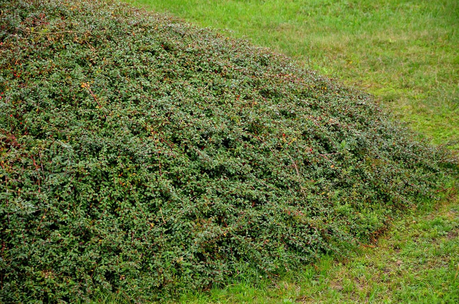 Cotoneaster dammeri 'Coral Beauty‘ / Teppichmispel