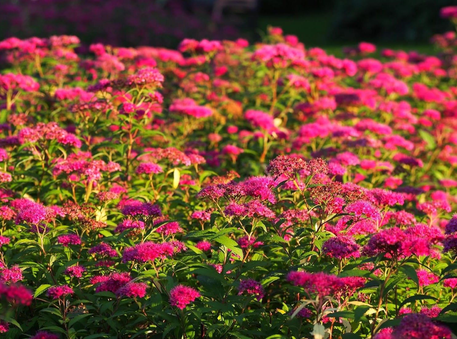 Spiraea japonica 'Anthony Waterer' / Rote Sommerspiere
