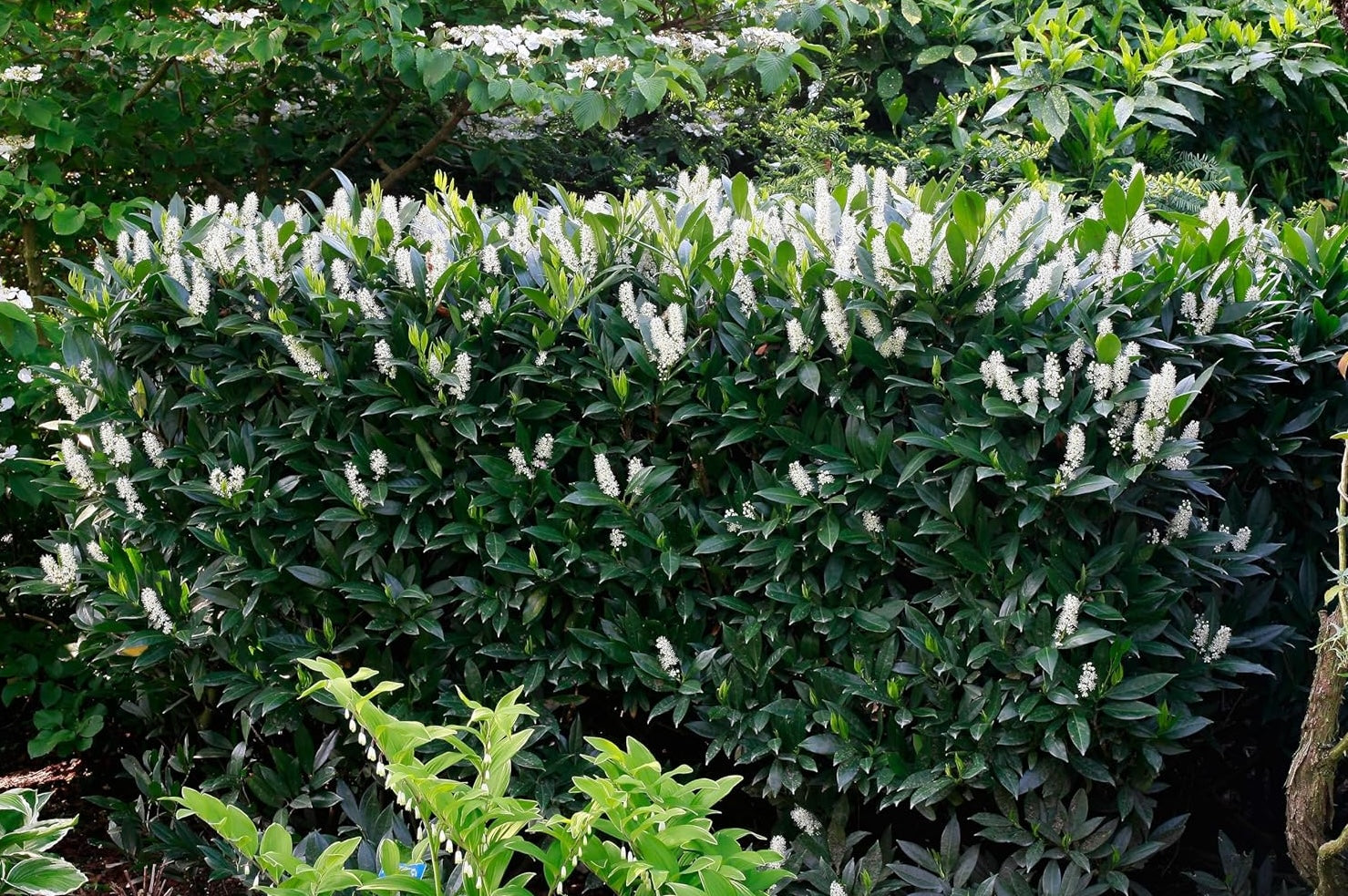 Prunus laurocerasus 'Otto Luyken' / Kleiner Kirschlorbeer