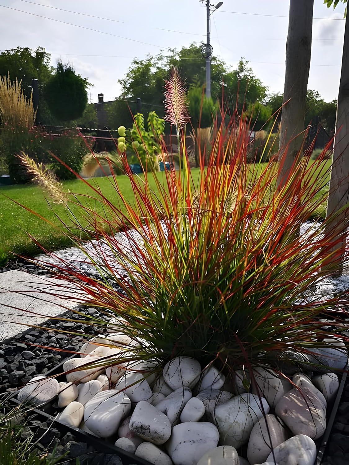 Pennisetum alopecuroides 'Burgundy Bunny' / Rotes Zwerg Lampenputzergras