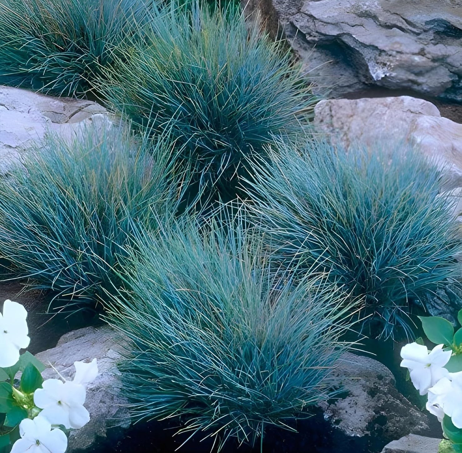 Festuca glauca 'Elijah Blue' / Blauschwingel