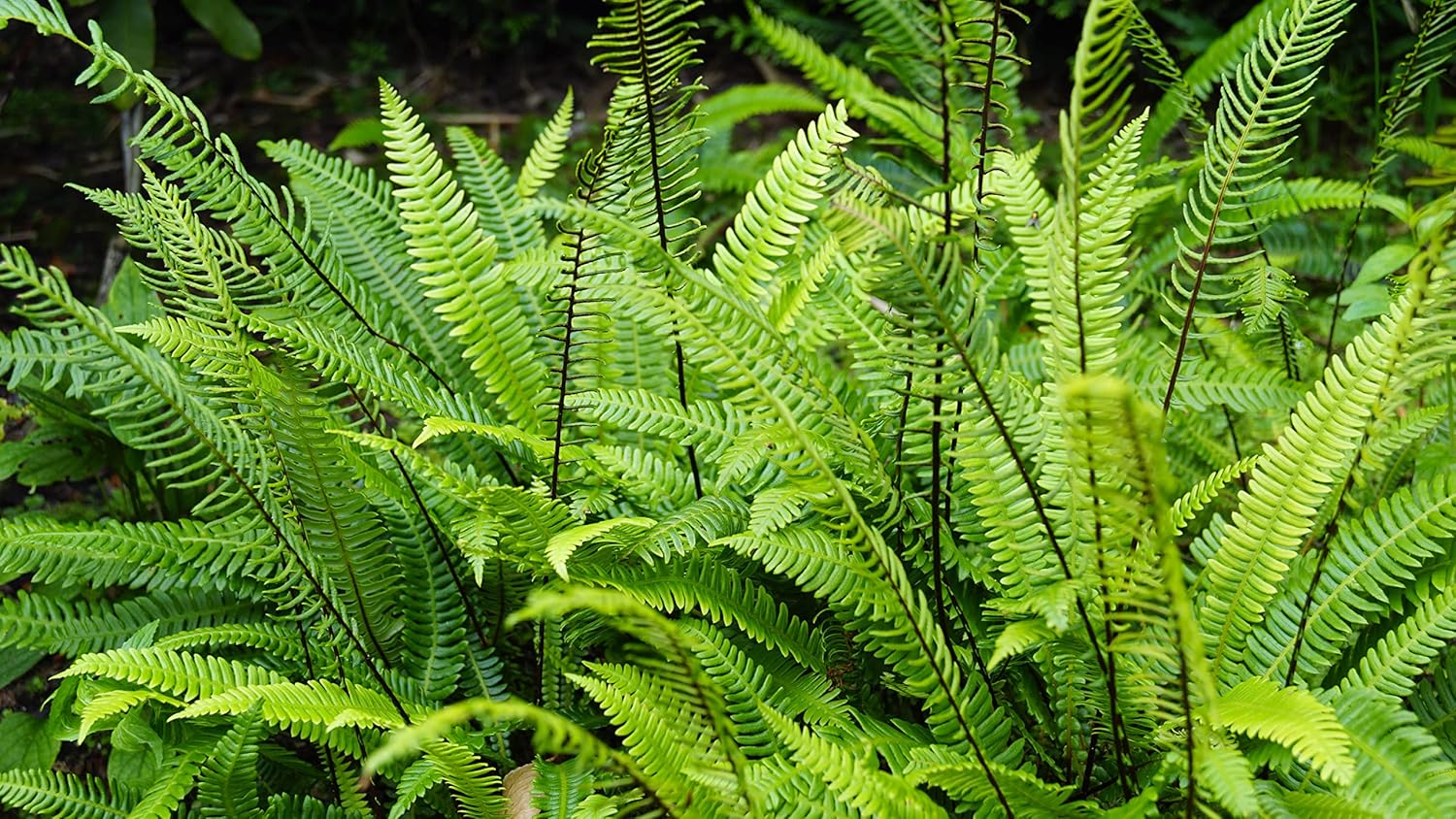 Blechnum spicant / Rippenfarn
