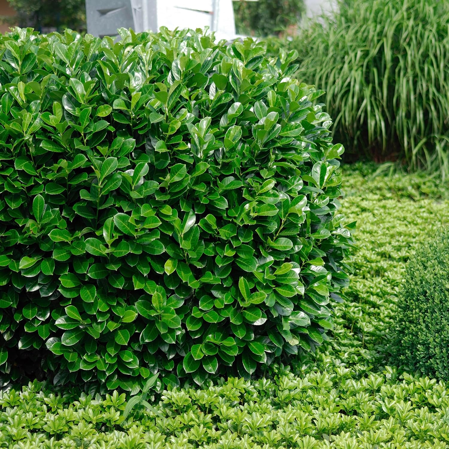 Prunus laurocerasus 'Rotundifolia' / Kirschlorbeer