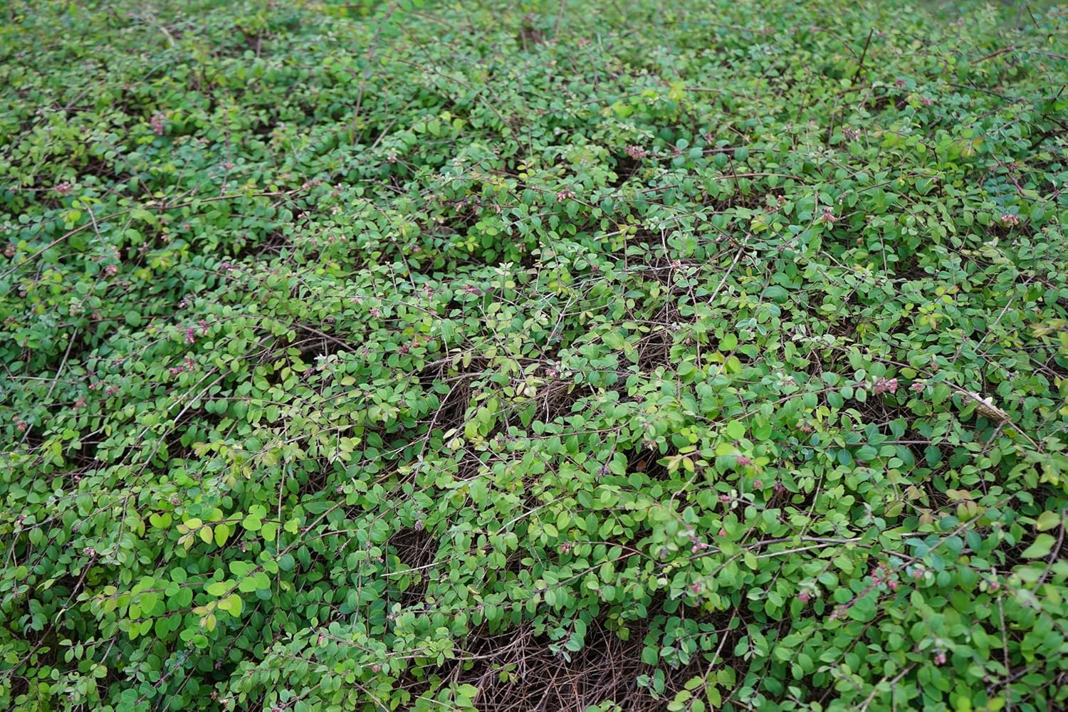 Symphoricarpos x chenaultii 'Hancock' / Niedrige Purpurbeere