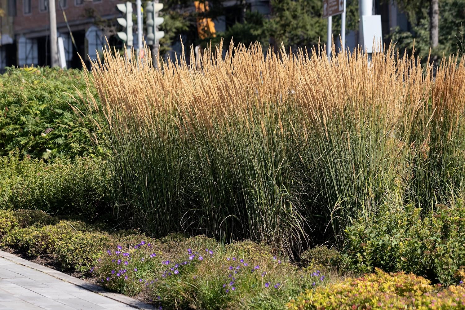 Calamagrostis acutiflora ‚Waldenbusch‘ / Reitgras