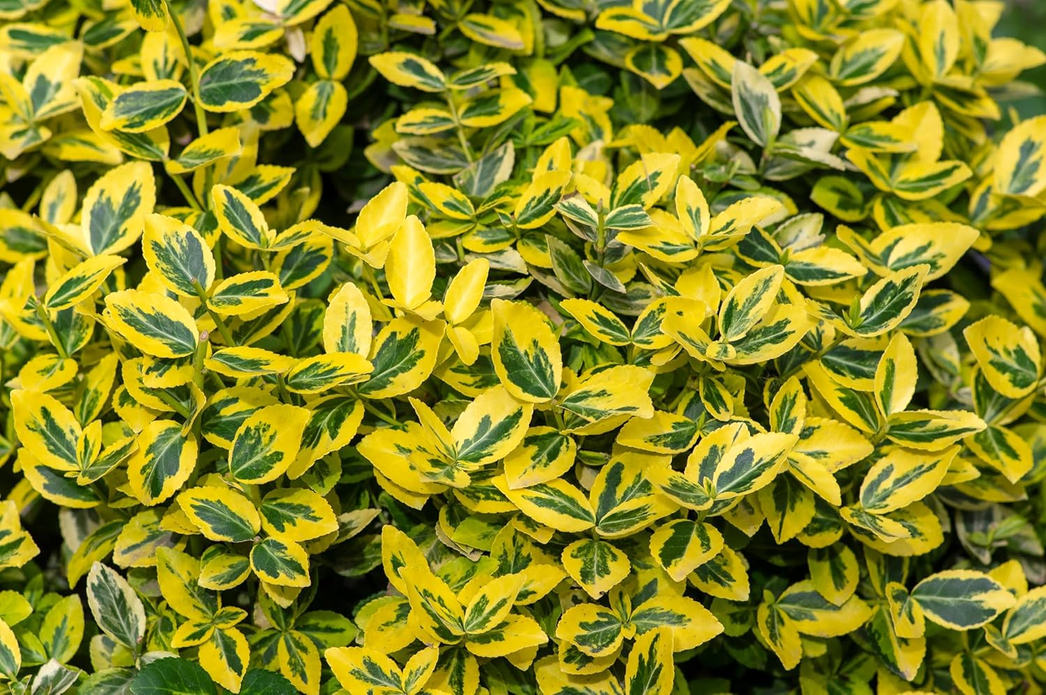 Euonymus fortunei 'Emerald'n Gold' / Goldbunte Kriechspindel