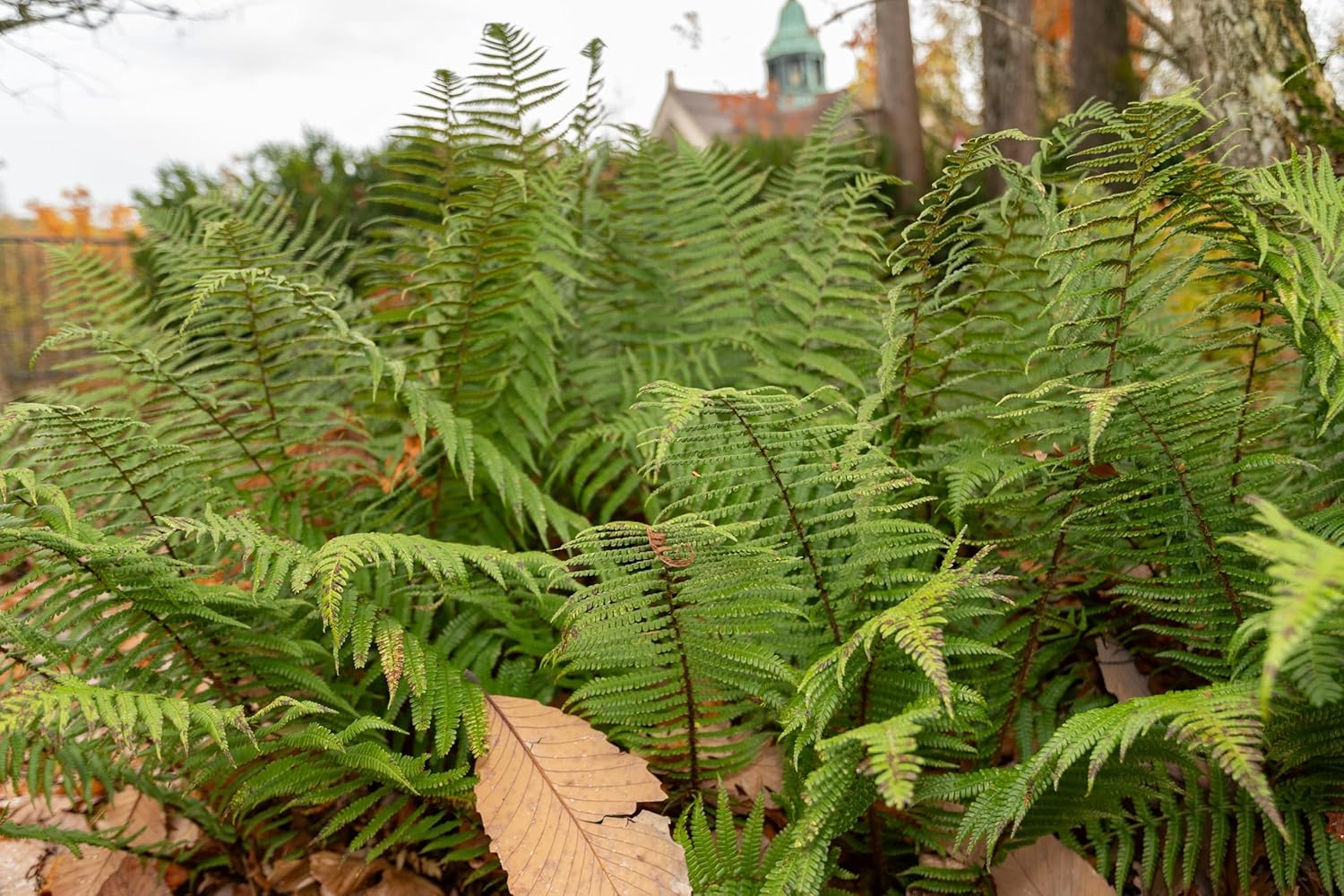 Dryopteris affinis / Heimischer Goldschuppenfarn