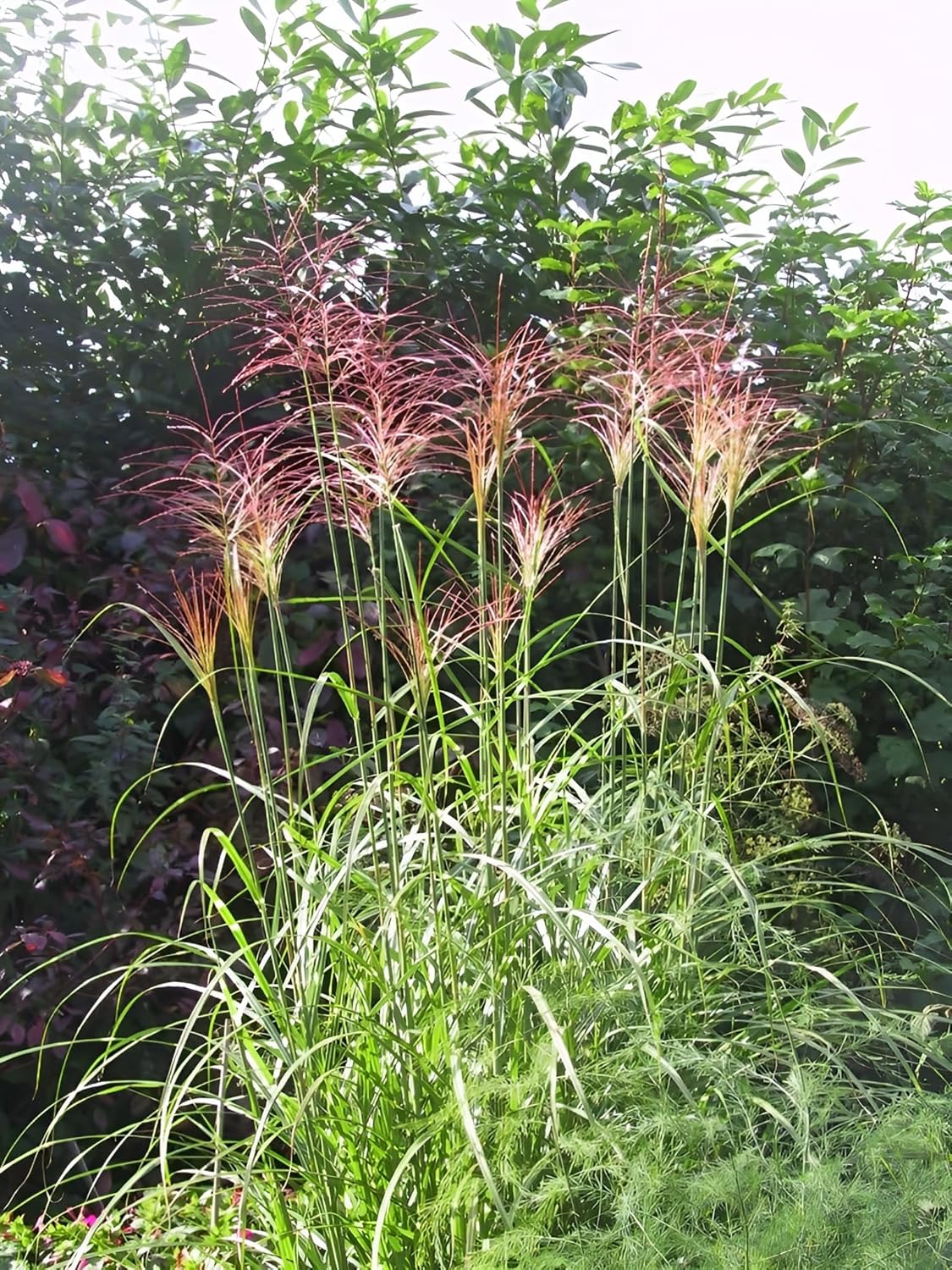 Miscanthus sinensis 'China' / Chinaschilf