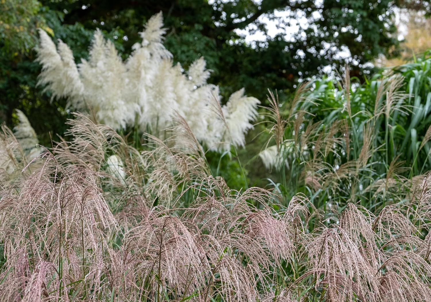 Miscanthus sinensis 'Flamingo' / Chinaschilf