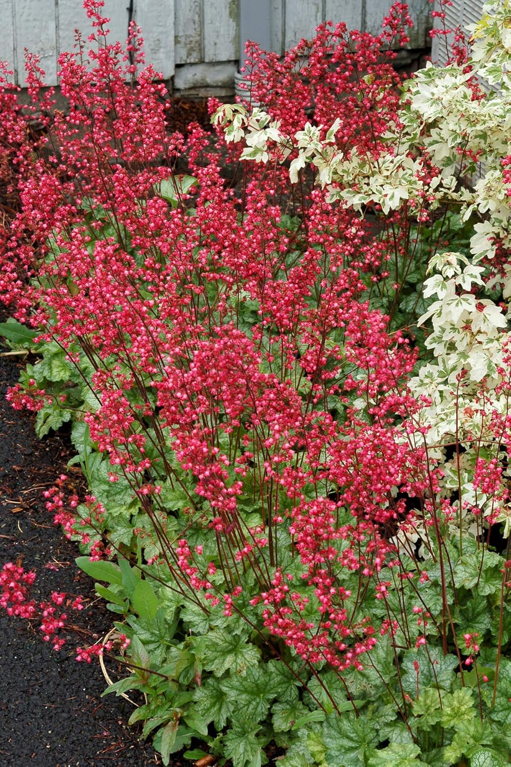 Heuchera Hybride 'Paris' / Purpurglöckchen