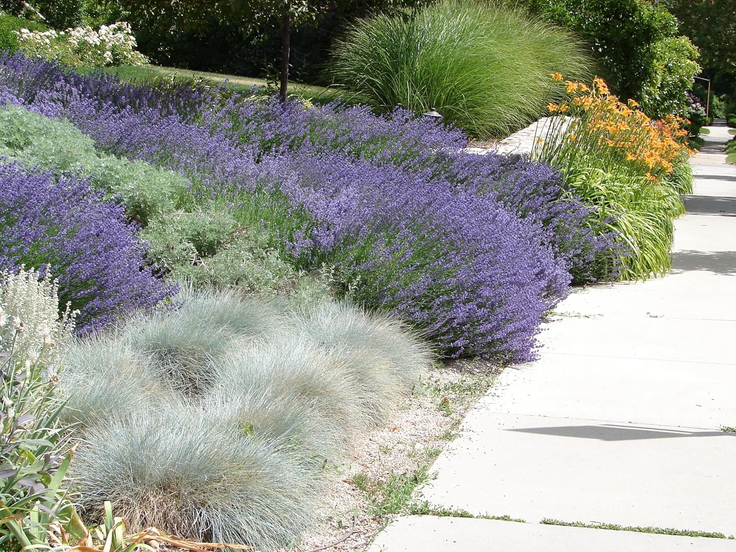 Festuca glauca 'Festina' / Blauschwingel