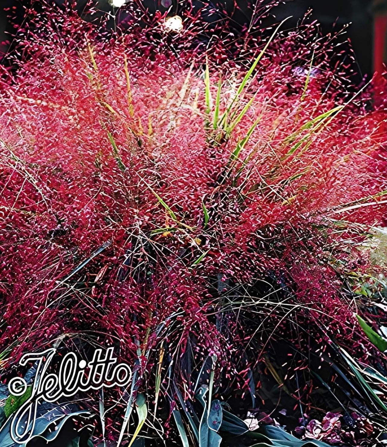 Eragrostis spectabilis / Purpur Liebesgras