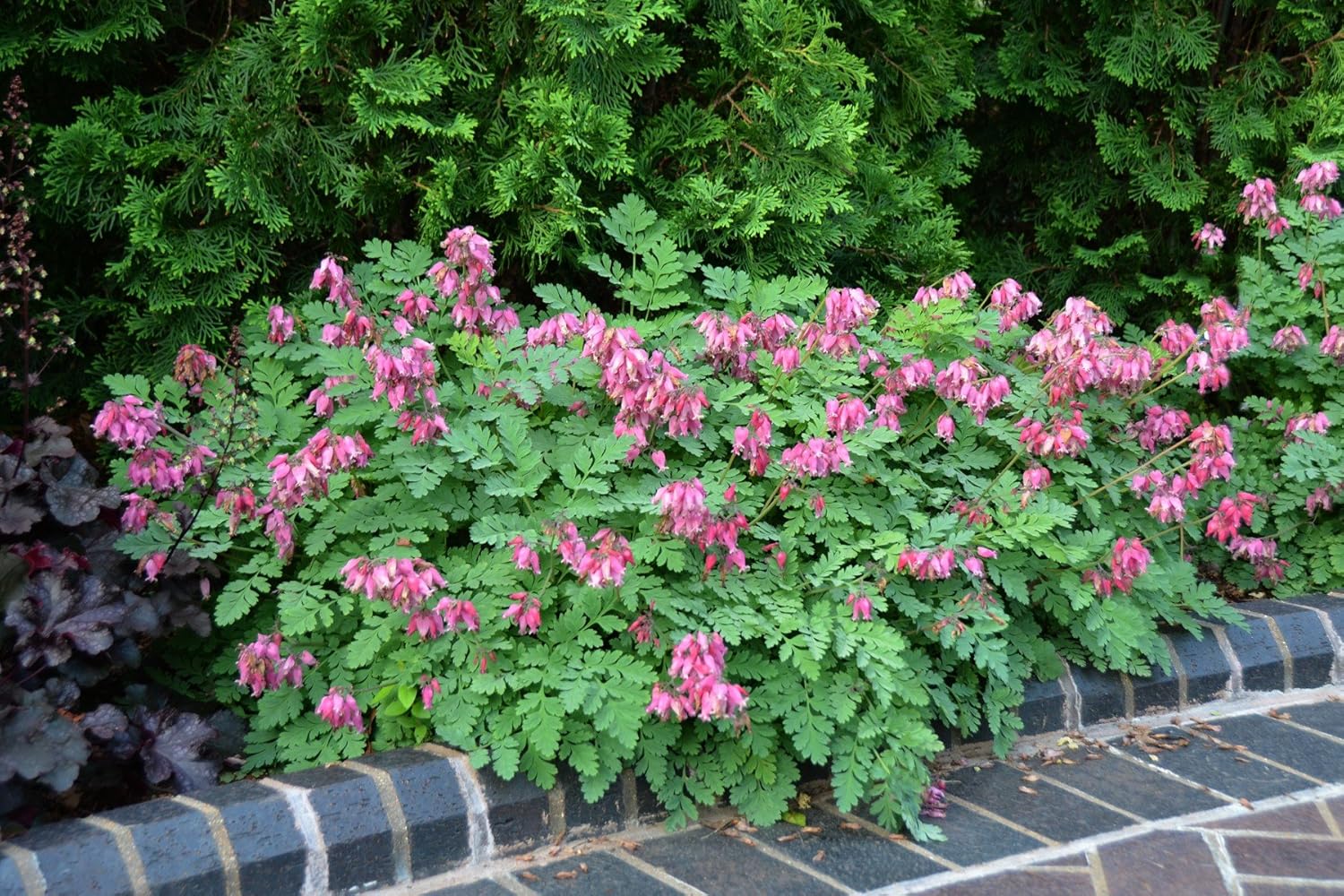 Dicentra formosa 'Luxuriant' / Zwergige Herzblume