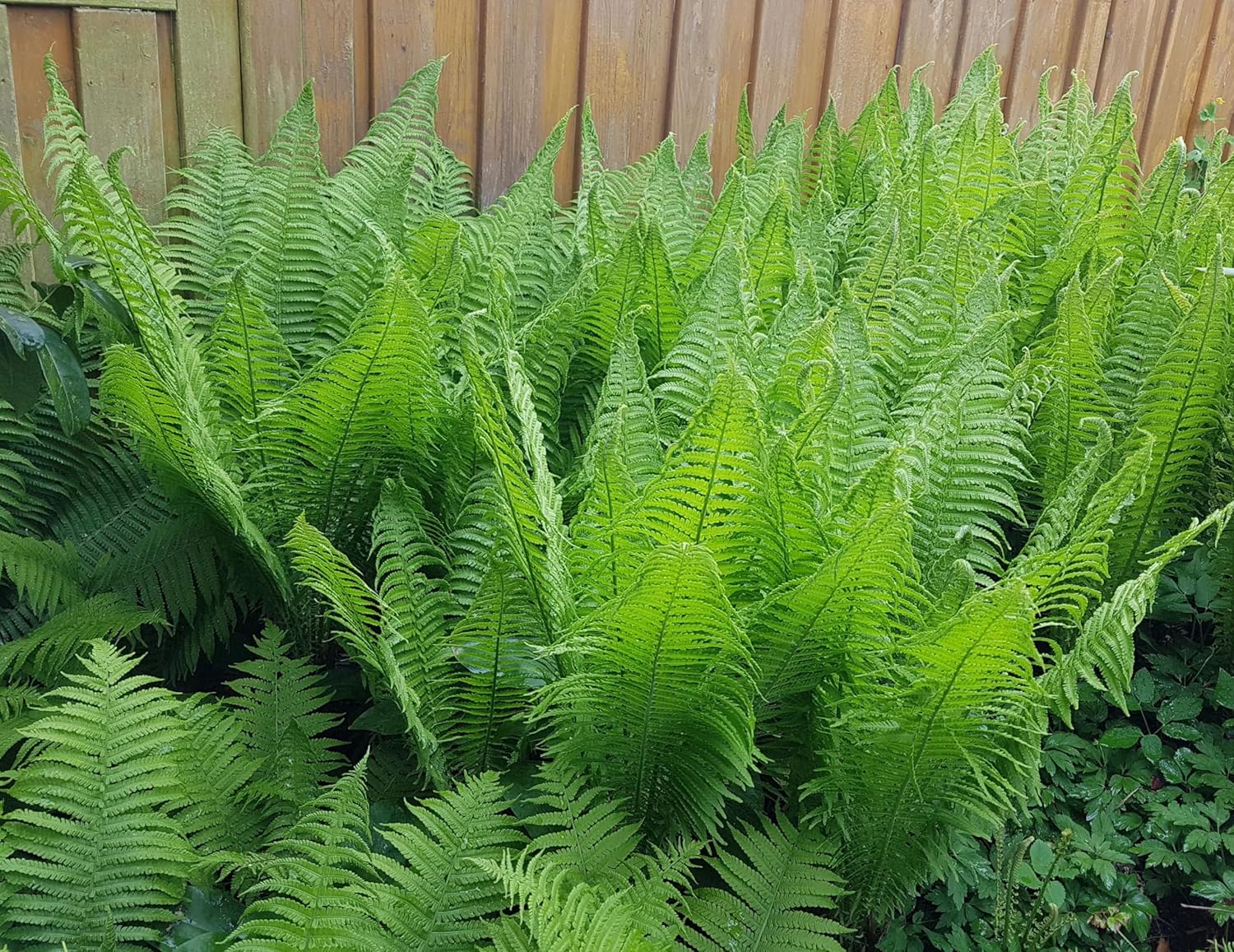 Matteuccia struthiopteris / Straußenfarn Trichterfarn