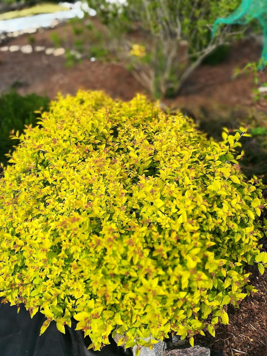 Spiraea japonica 'Golden Princess' / Gelbe Zwergspiere