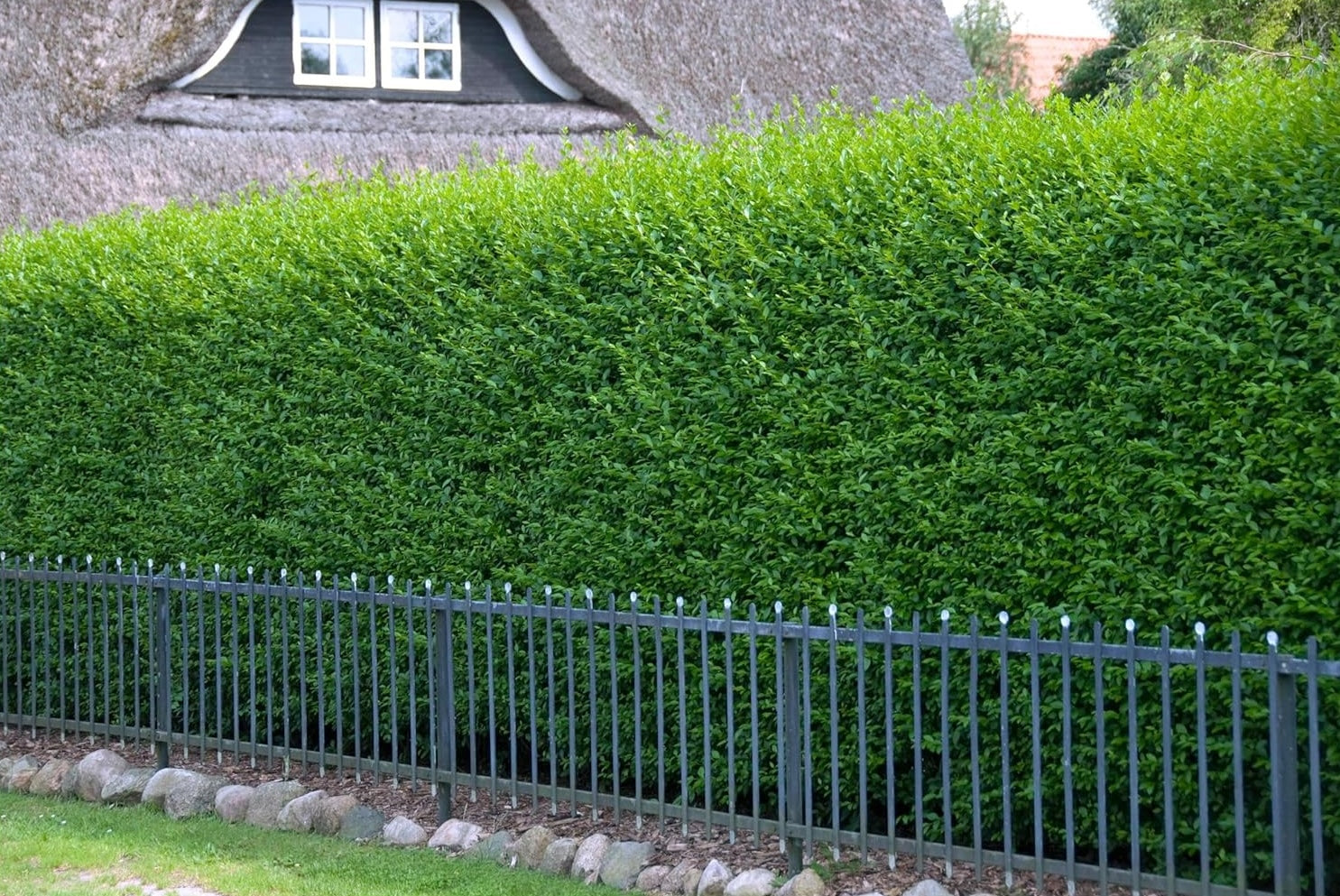 Ligustrum vulgare 'Atrovirens' / Schwarzgrüner Liguster