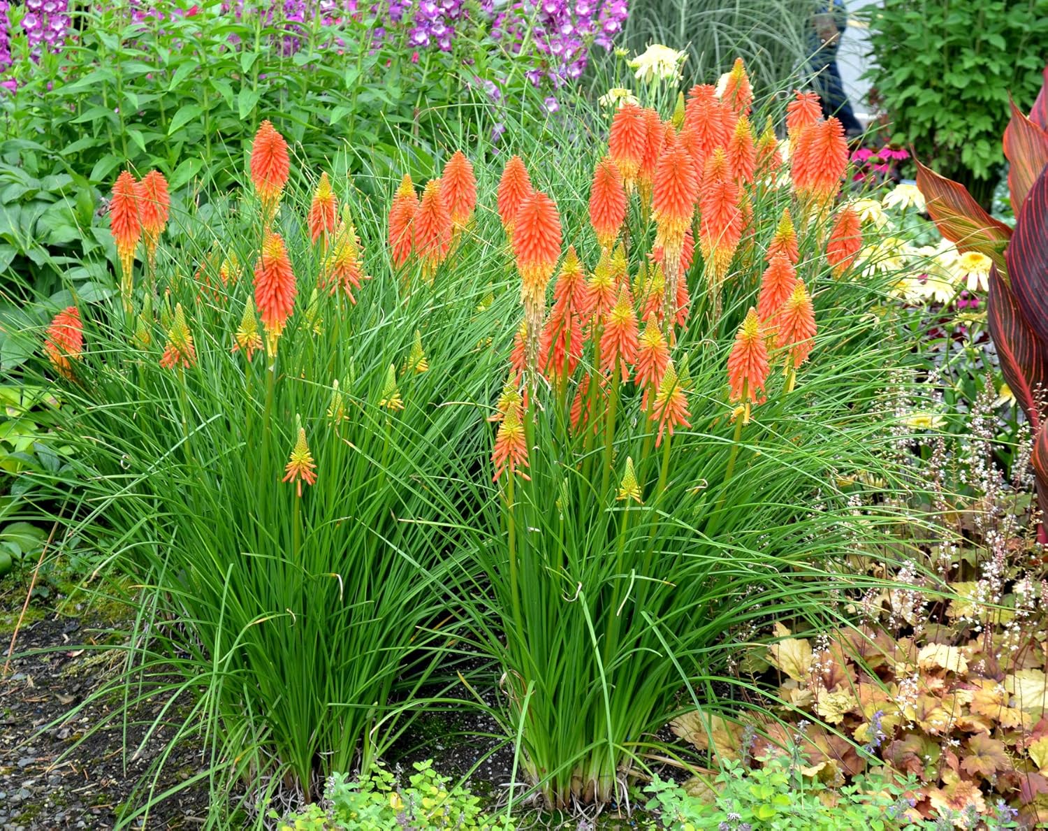 Kniphofia 'Papaya Popsicle’ / Fackellilie - Tritome