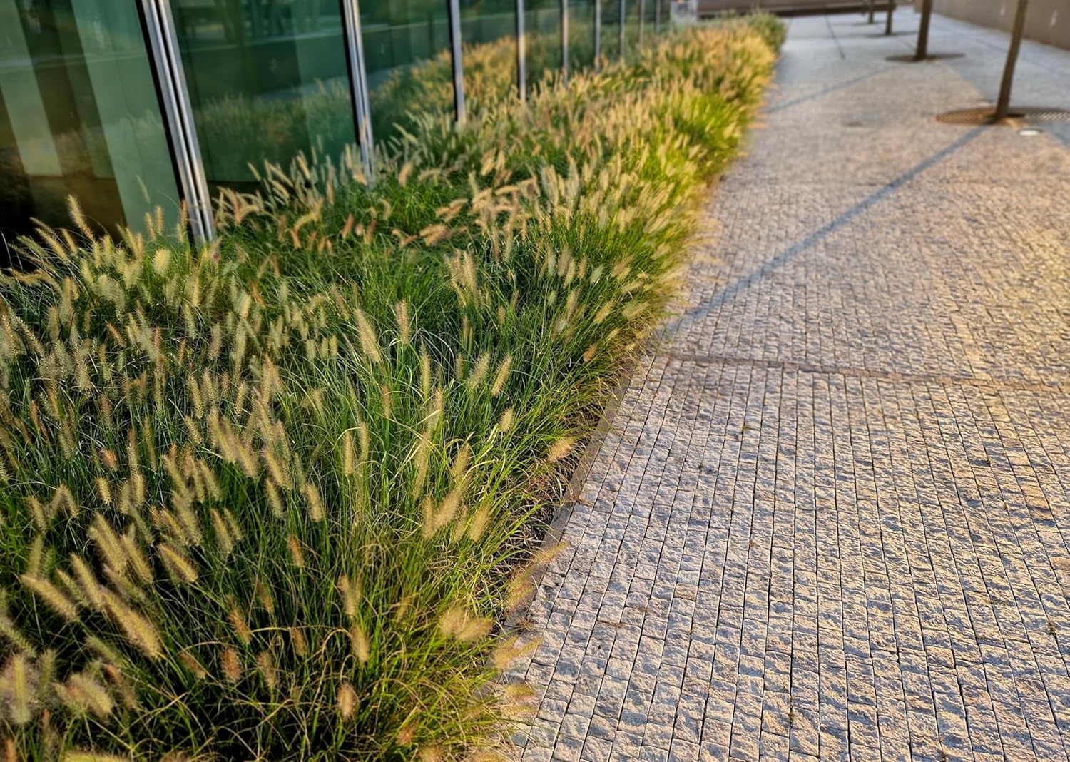 Pennisetum alopecuroides ‚Gelbstiel' / Lampenputzergras