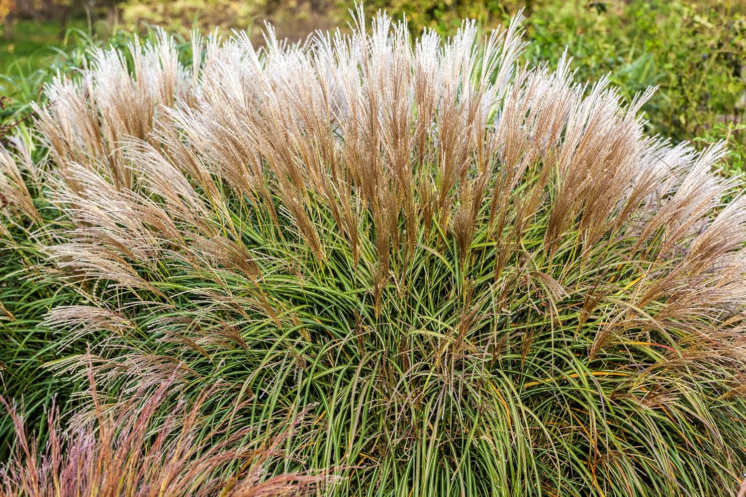 Miscanthus sinensis 'Adagio' / Zwerg-Chinaschilf