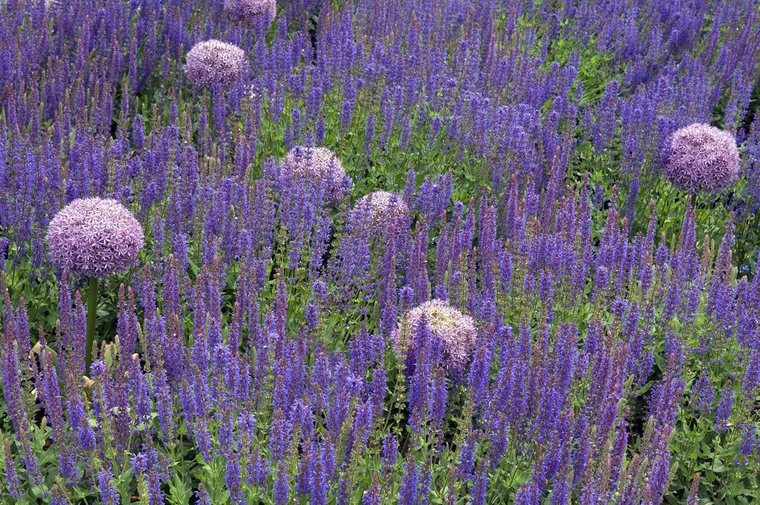 Salvia nemorosa 'Ostfriesland' / Blauer Steppensalbei