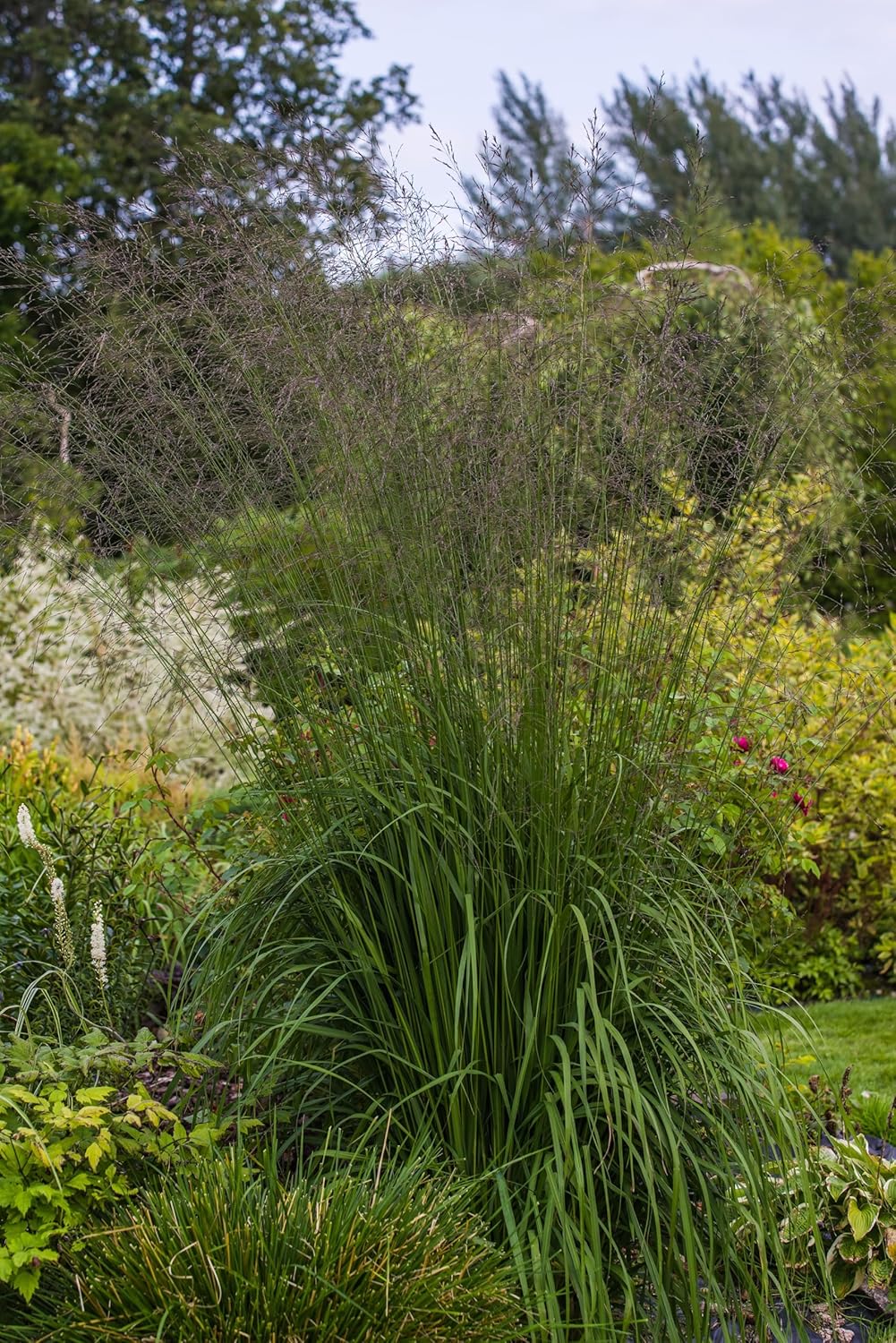 Molinia arundinacea 'Karl Foerster' / Hohes Pfeifengras